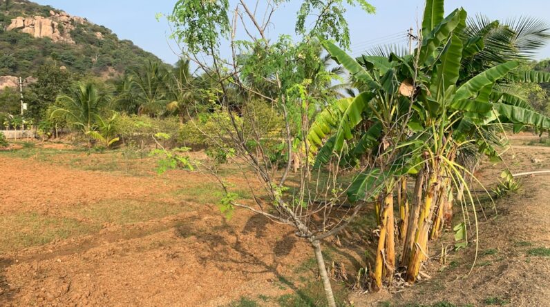 Photo Reforestation project