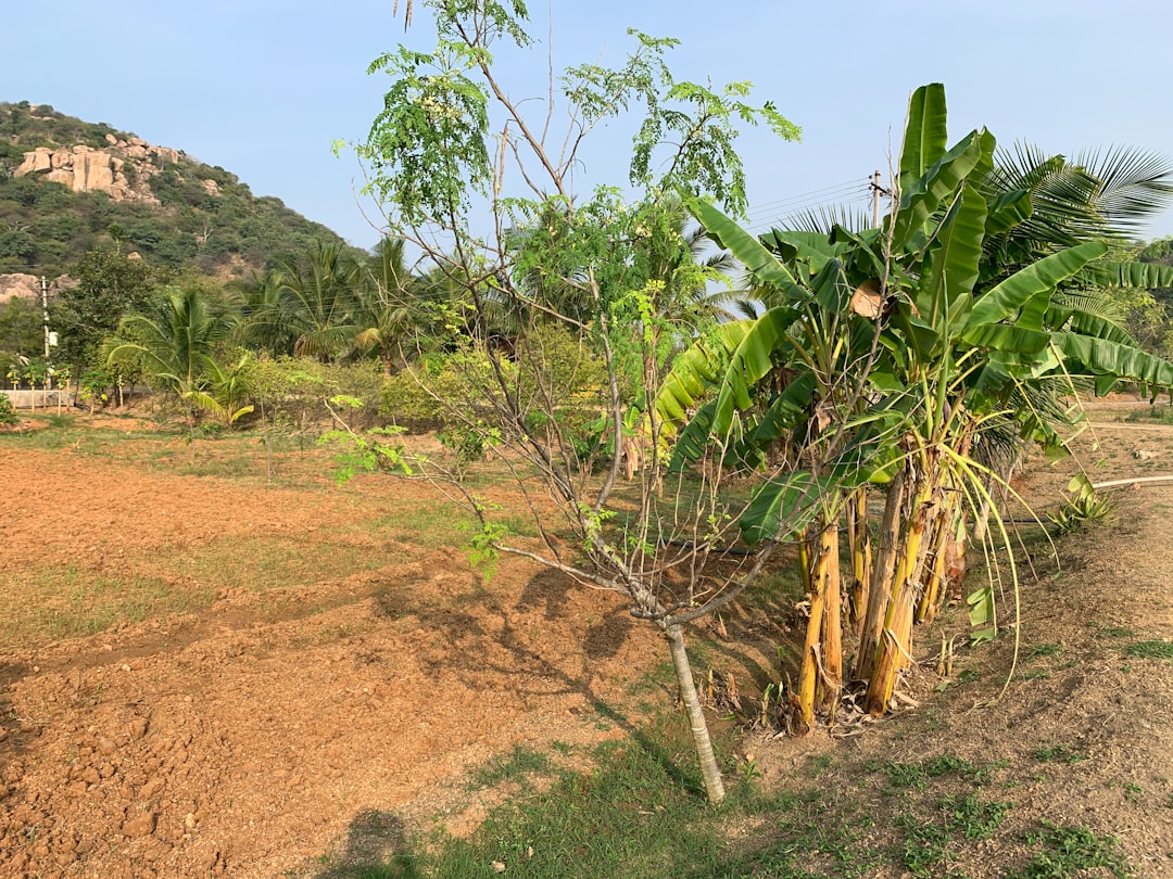 Photo Reforestation project