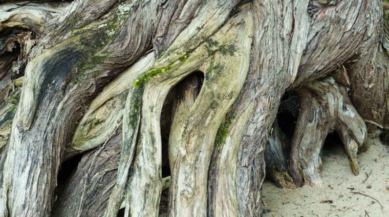 Photo Tree roots