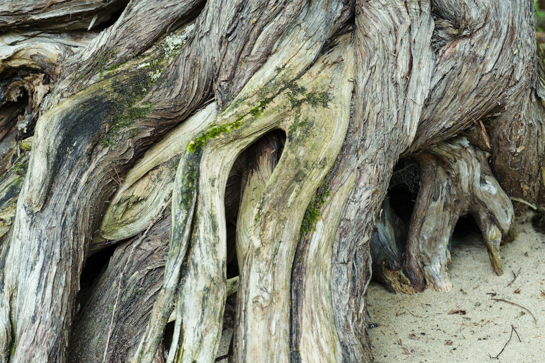 Photo Tree roots