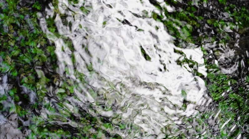 Photo Underwater forest