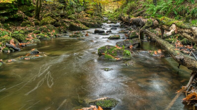 Photo Forest stream