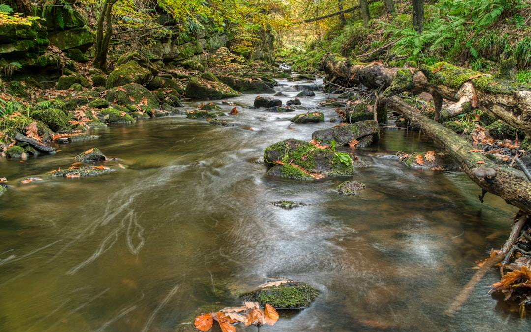 Photo Forest stream