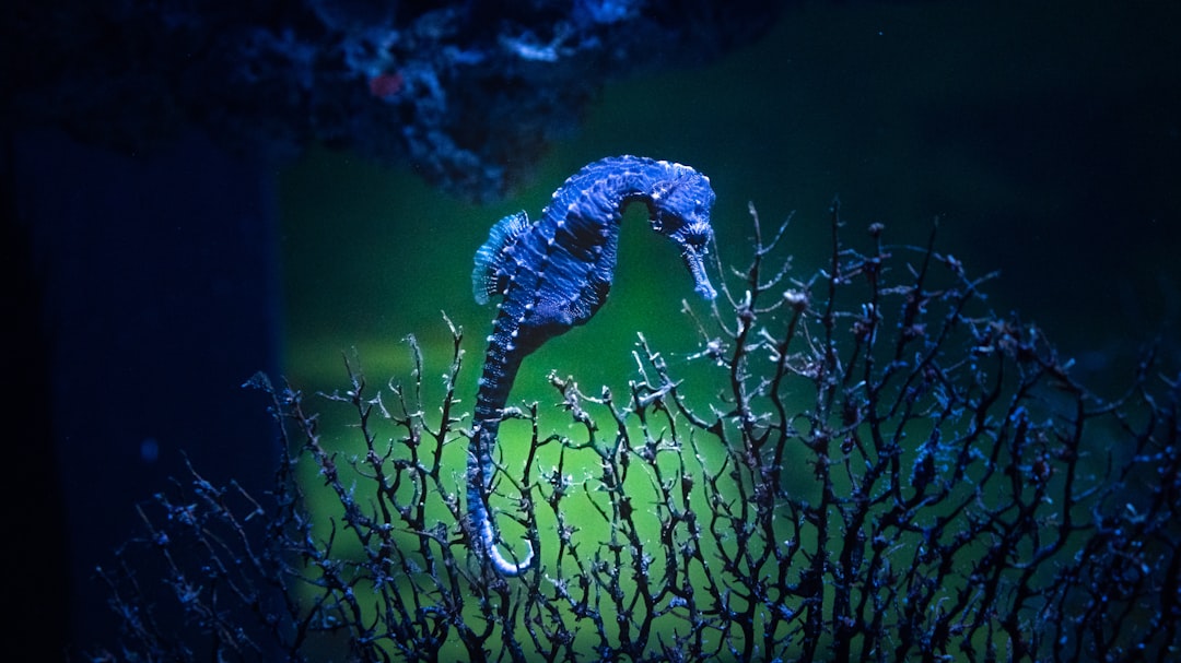 Photo Ocean depths
