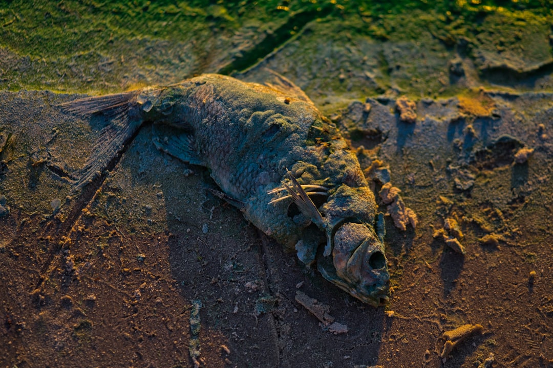 Photo Dead fish