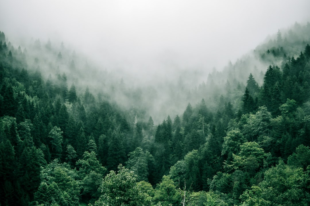 Photo Green forest