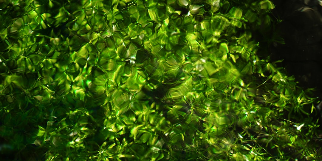 Photo Underwater Forest
