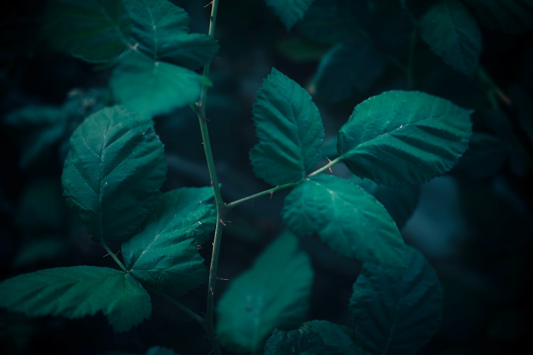Photo Healthy forest