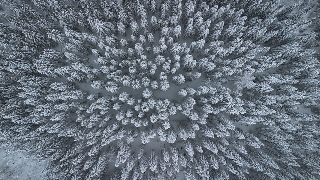 Photo Pollen cloud