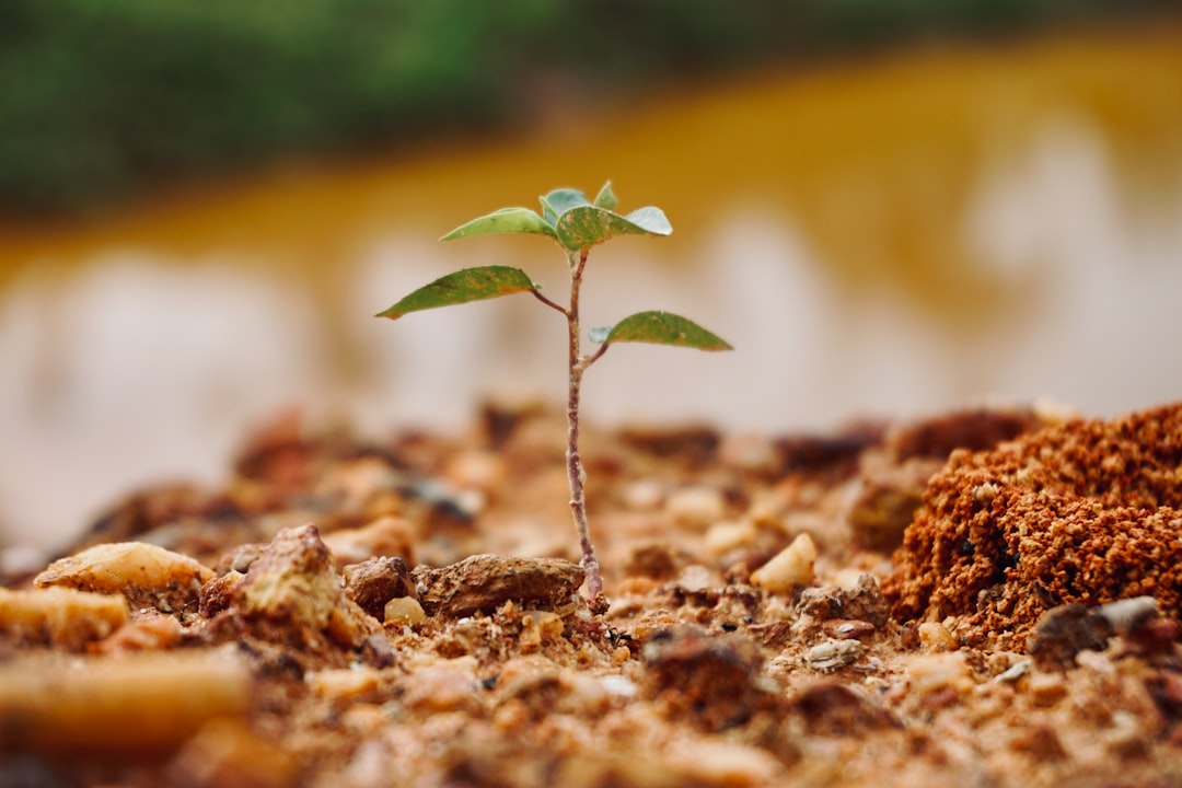 Photo Tree planting