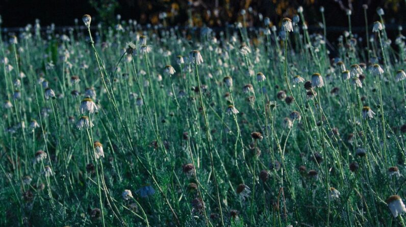 Photo Wildflower garden