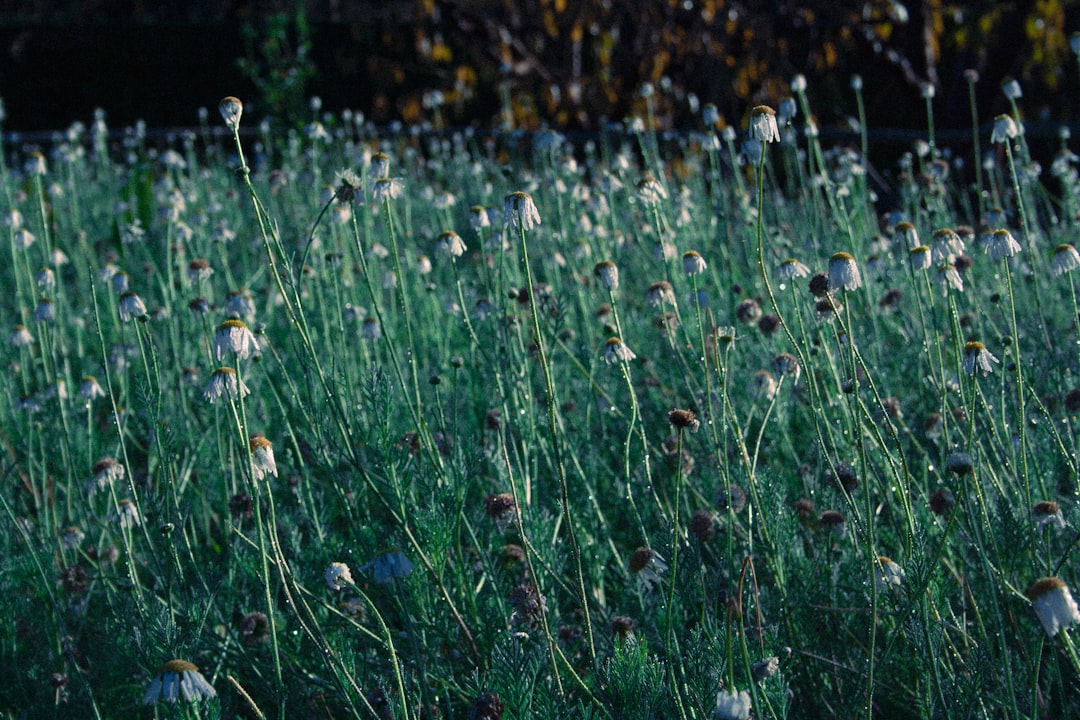 Photo Wildflower garden