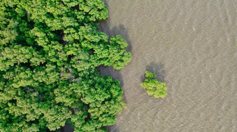 Photo Mangrove forest