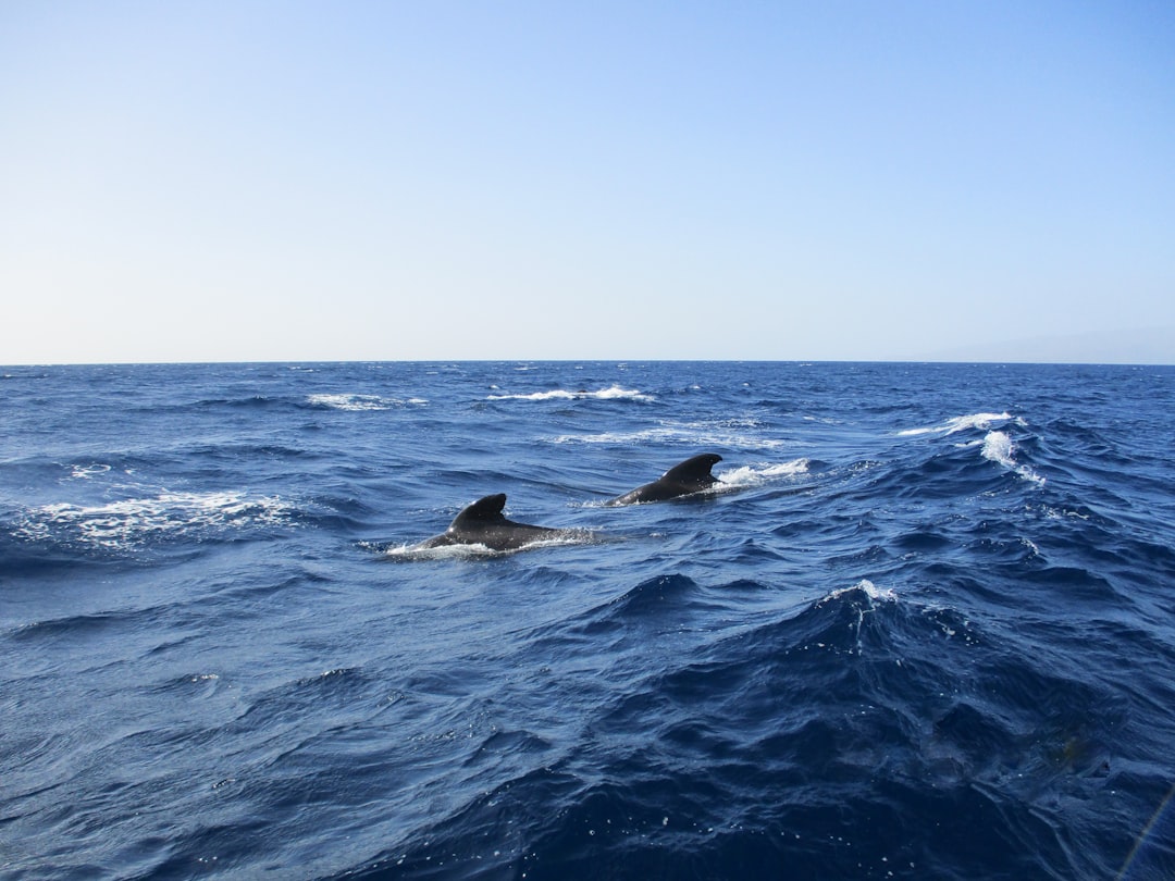 Photo Whale migration