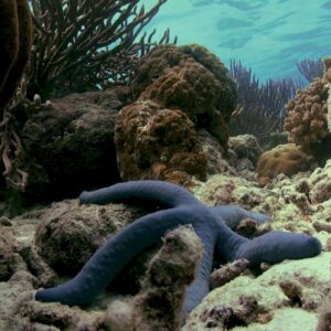Photo Ocean dead zone
