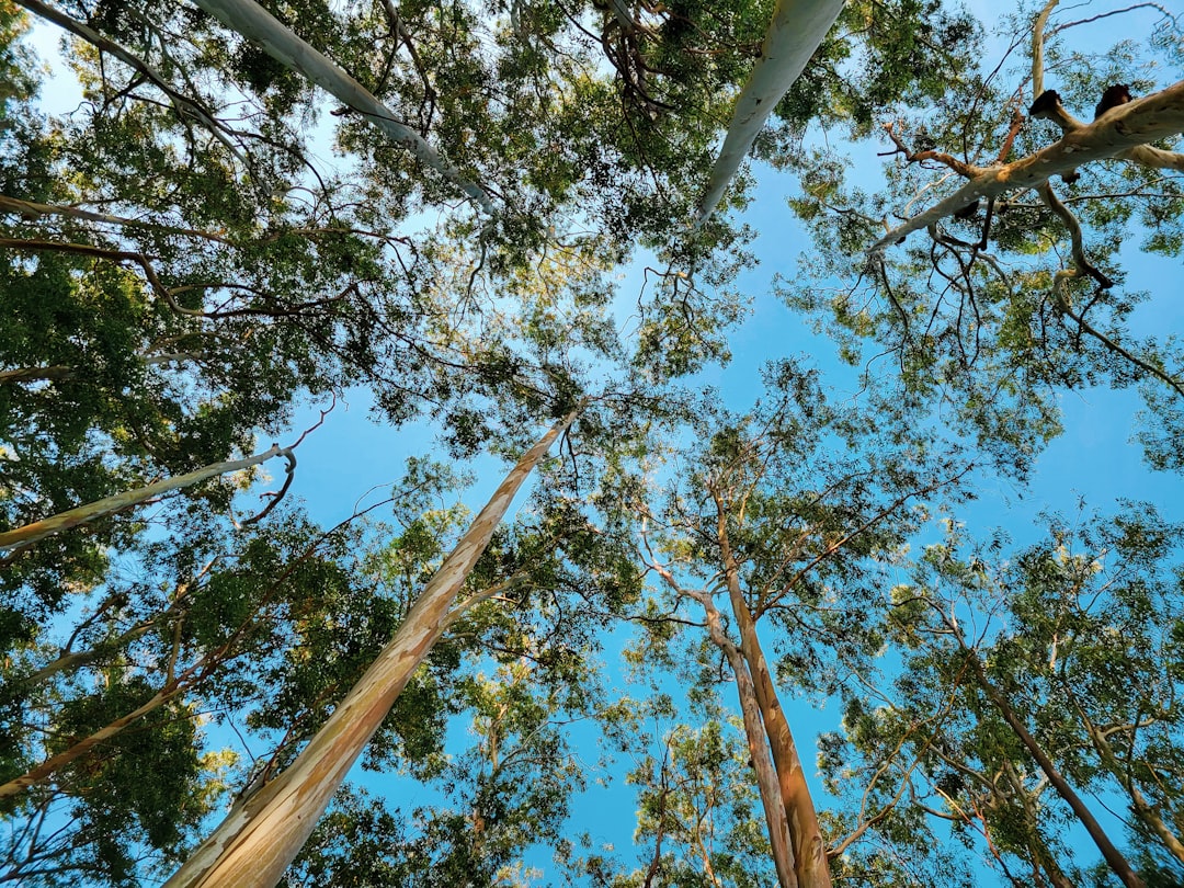 Photo Forest Canopy