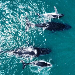 Photo Marine life