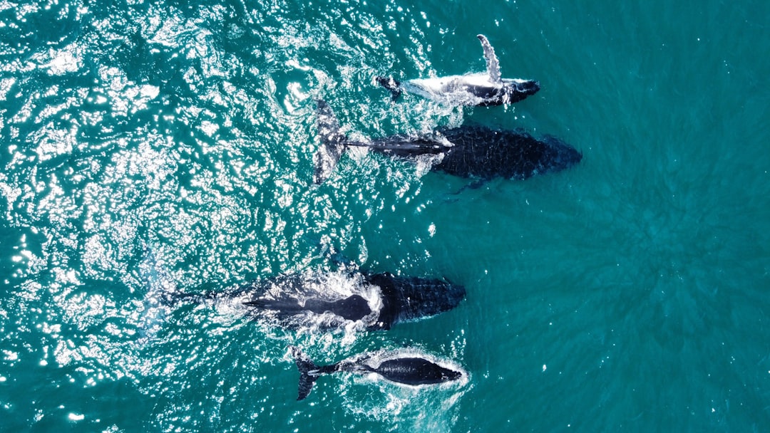Photo Marine life
