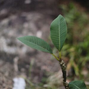 Photo Young saplings