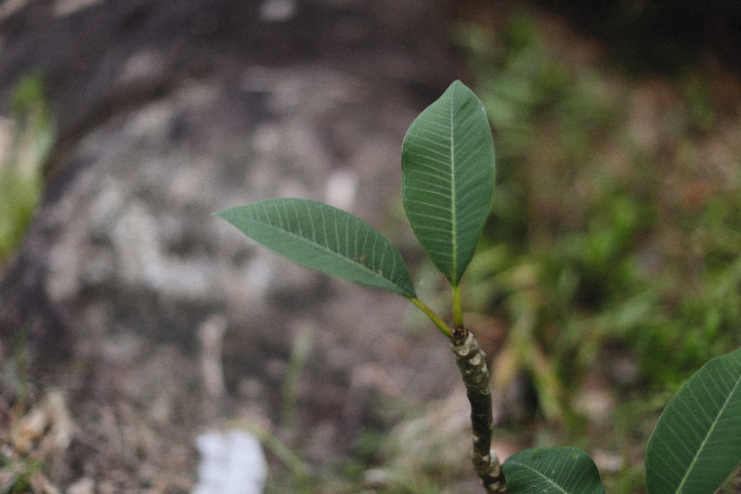 Photo Young saplings