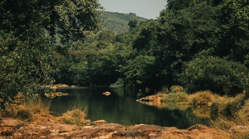 Photo Forest and River