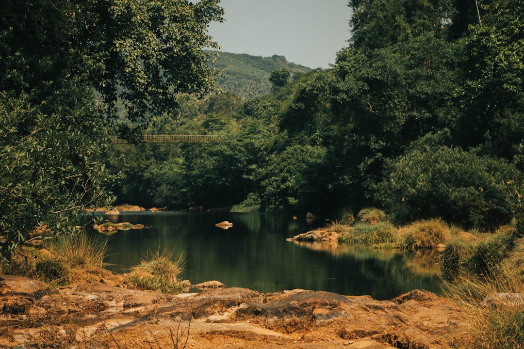 Photo Forest and River