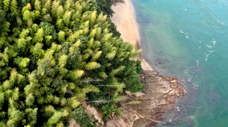 Photo Ocean reforestation