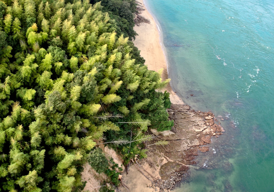 Photo Ocean reforestation