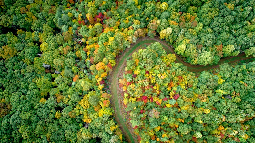 Photo Green forest