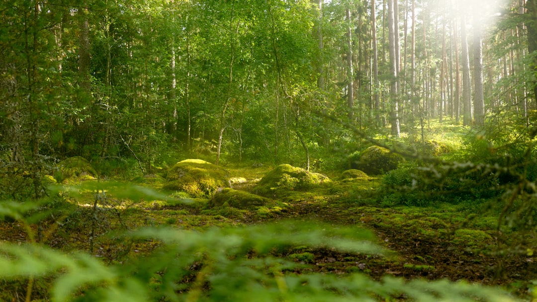 Photo Green forest