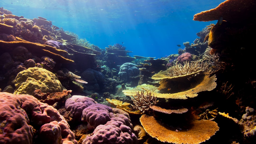 Photo Coral reef