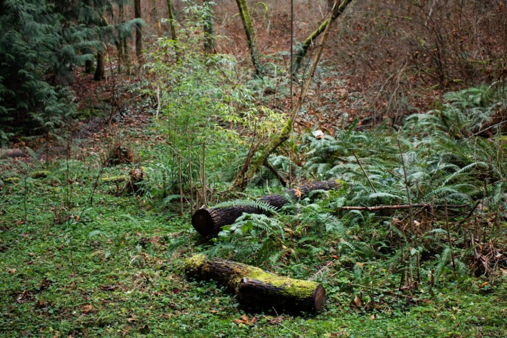 Photo Lush forest
