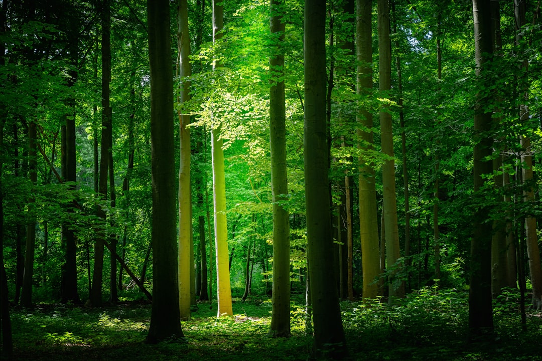 Photo Green forest
