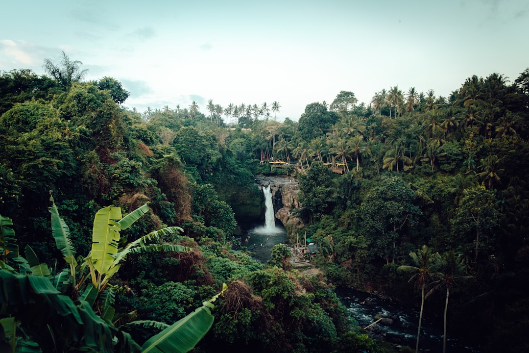 Photo Amazon Rainforest