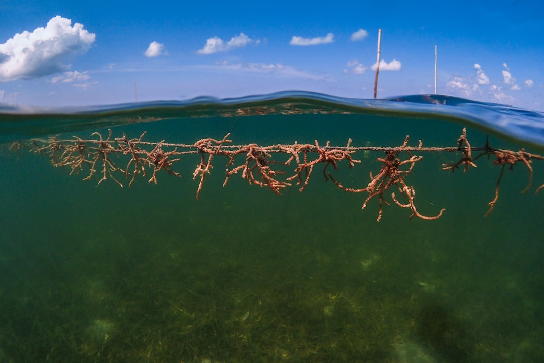Photo Underwater protest
