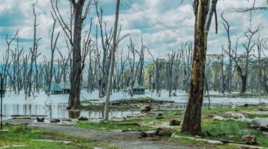 The Oceanic Oxygen Cycle