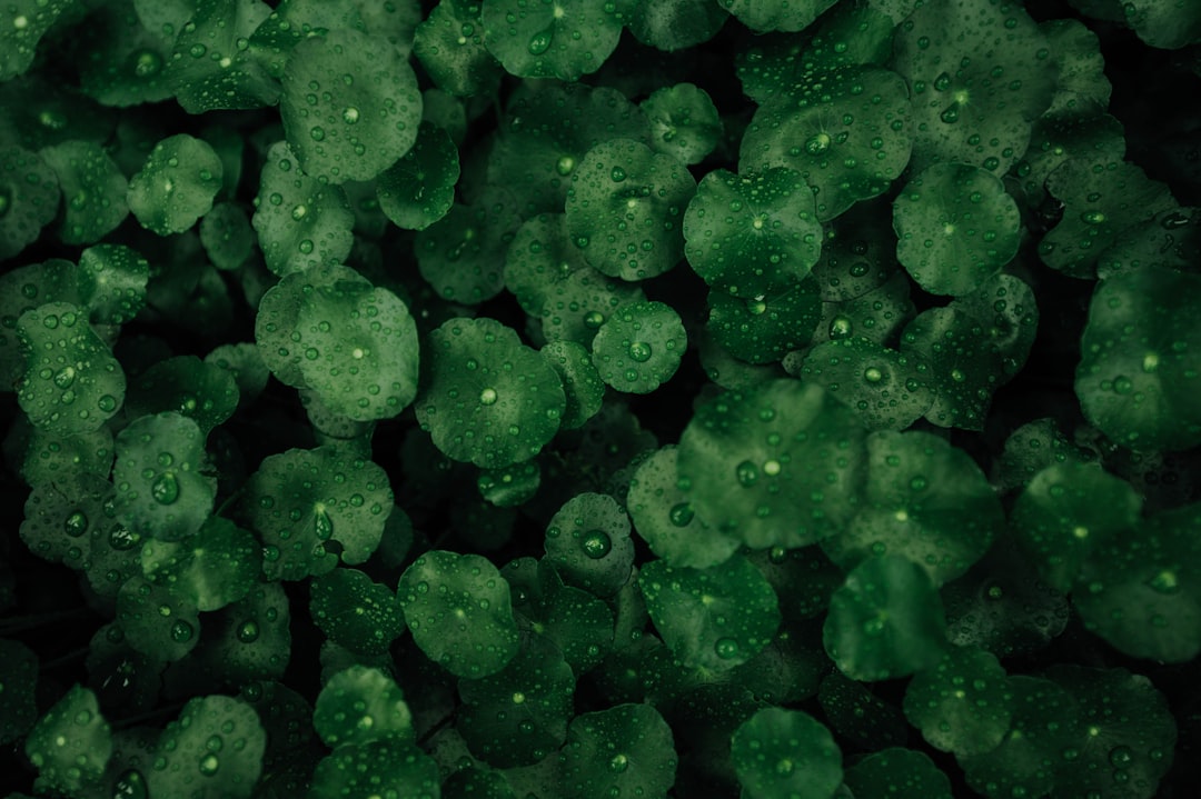 Photo Tiny cyanobacteria
