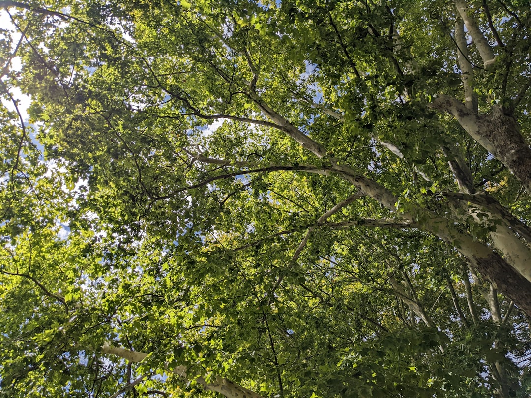 Photo Tree canopy