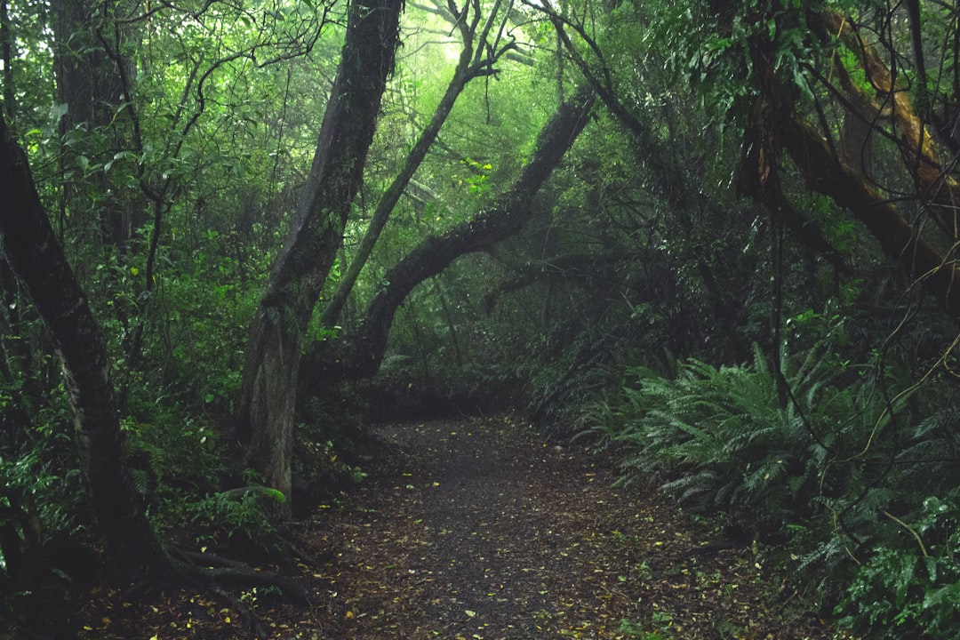 Photo Lush forest
