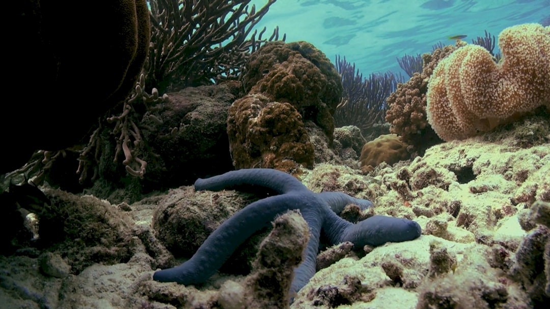 Photo Underwater coral reef