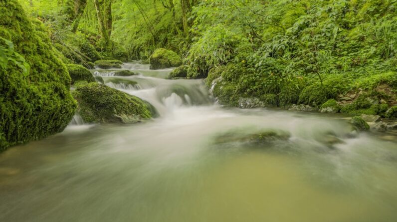 Photo Underwater forest