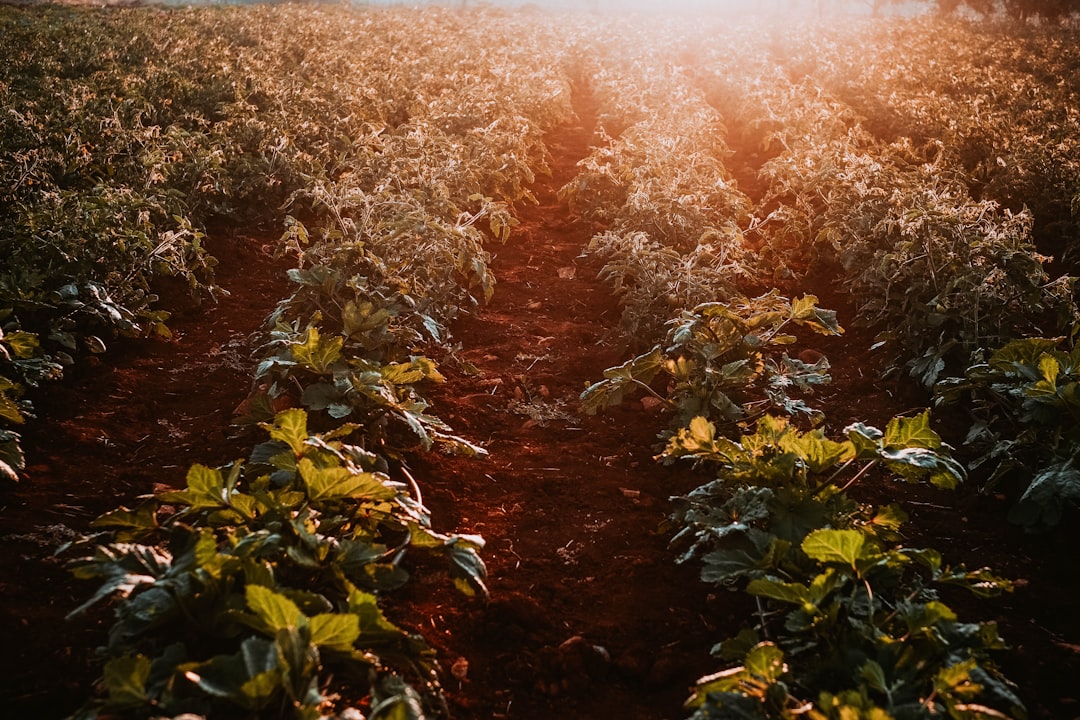 Photo Healthy soil