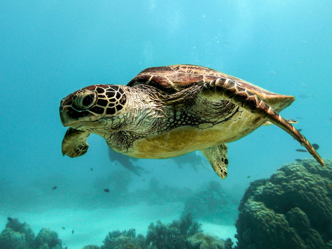 Photo Marine life