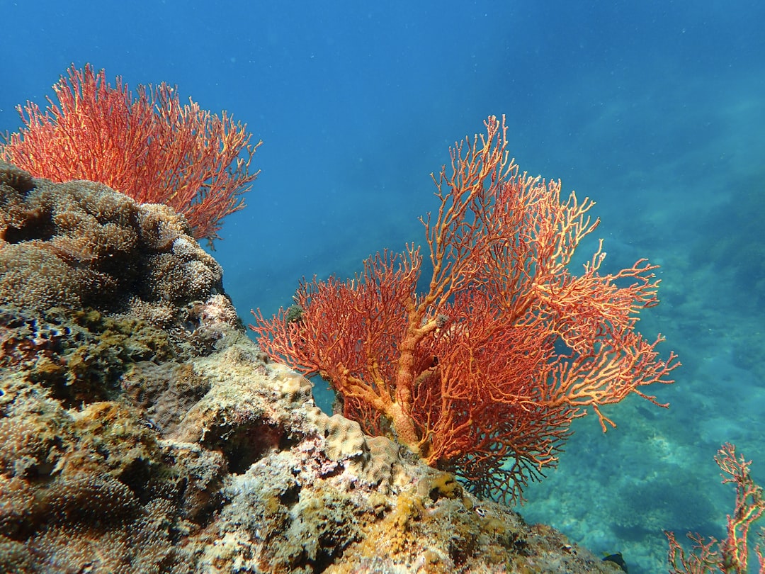Photo Dying coral reef