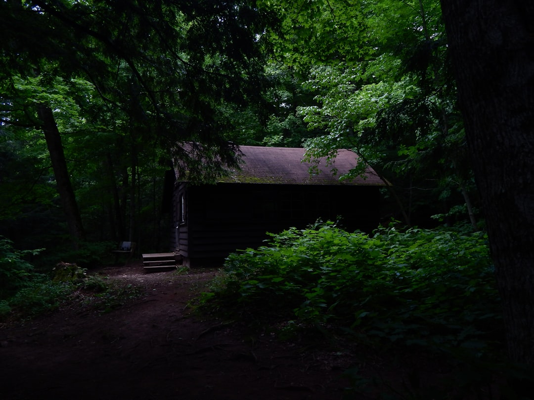 Photo Lush forest