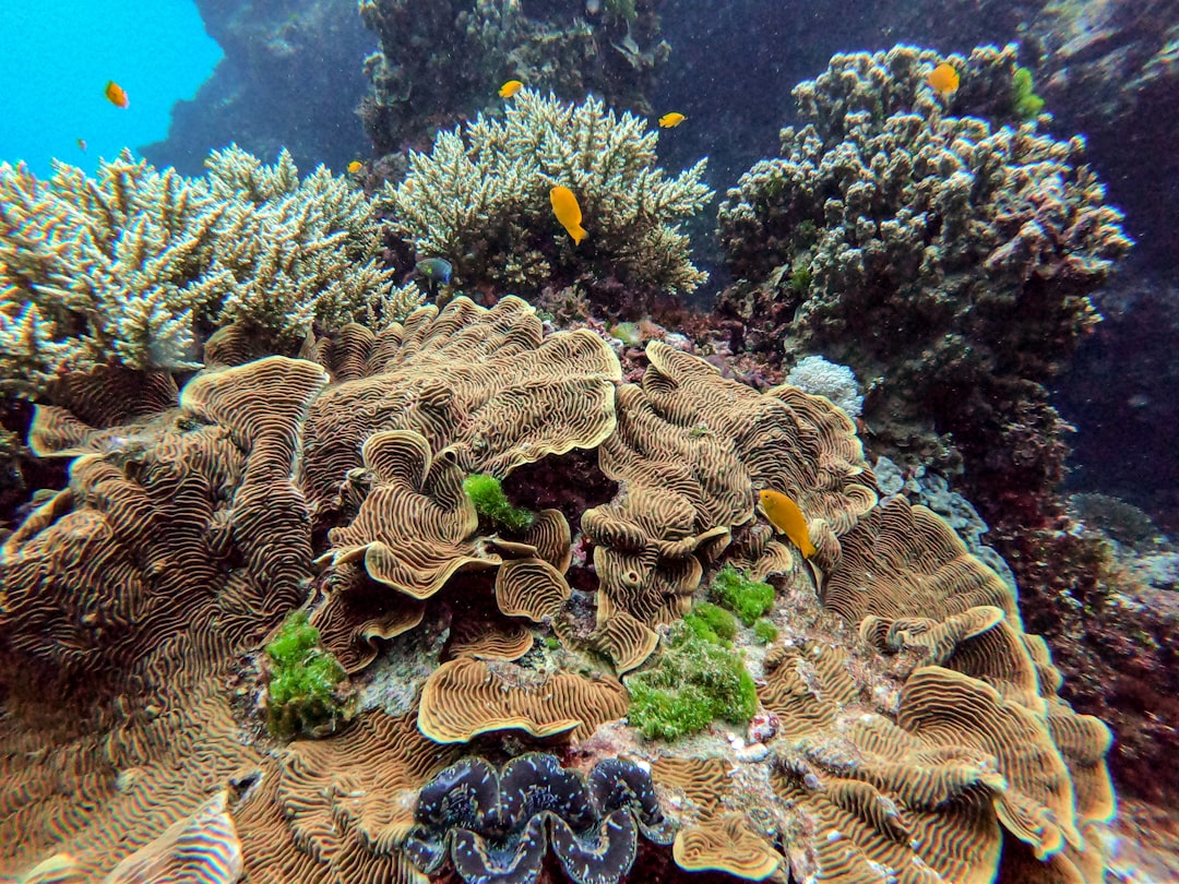 Photo Marine life