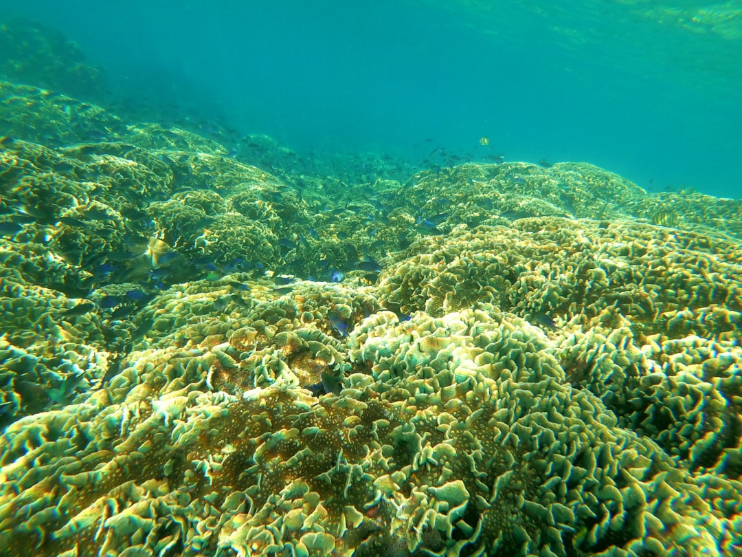 Photo Dead coral reefs