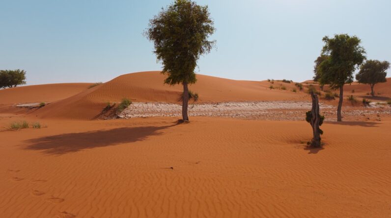 Photo Heatwave aftermath