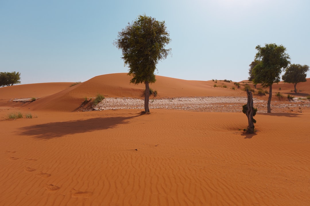 Photo Heatwave aftermath