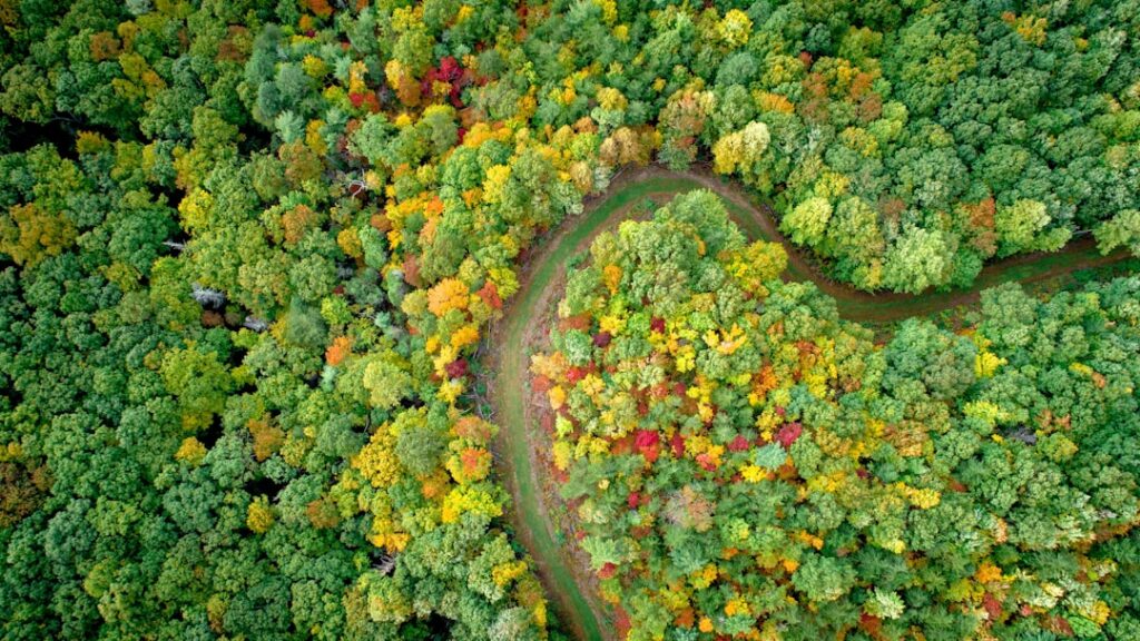 Photo Green forest